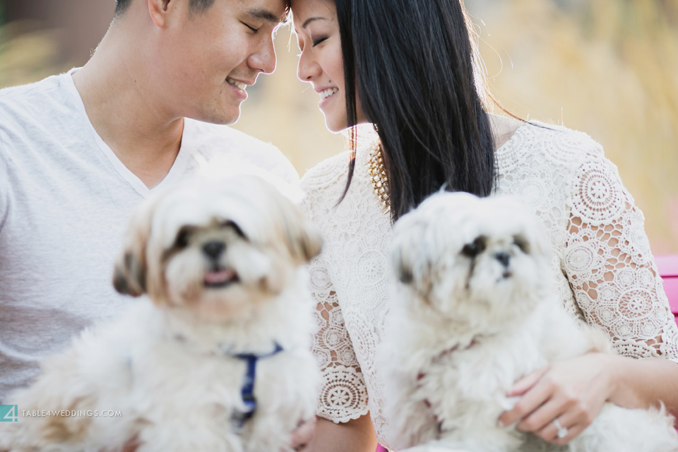 021 table4 best of 2013 engagement photos maltese dogs