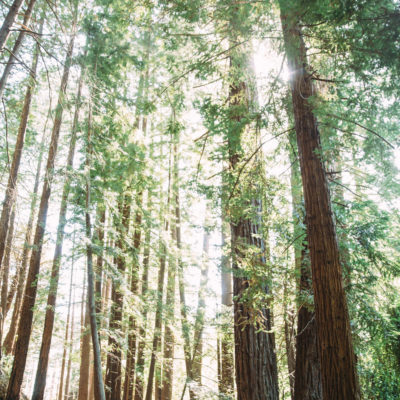 linda and ty big sur engagement photos, big su state park engagement, pfeiffer big sur photo, linda and ty, table4weddings