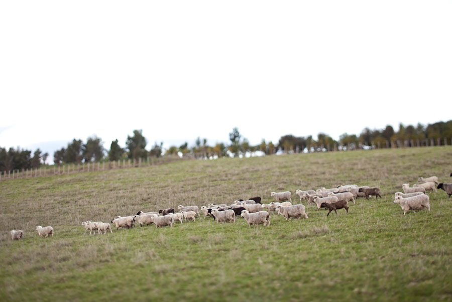 brick bay winery, new zealand engagement photo