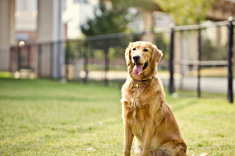 golden retriever engagement picture