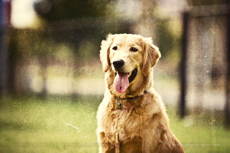 golden retriever engagement picture