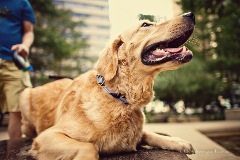 golden retriever engagement picture