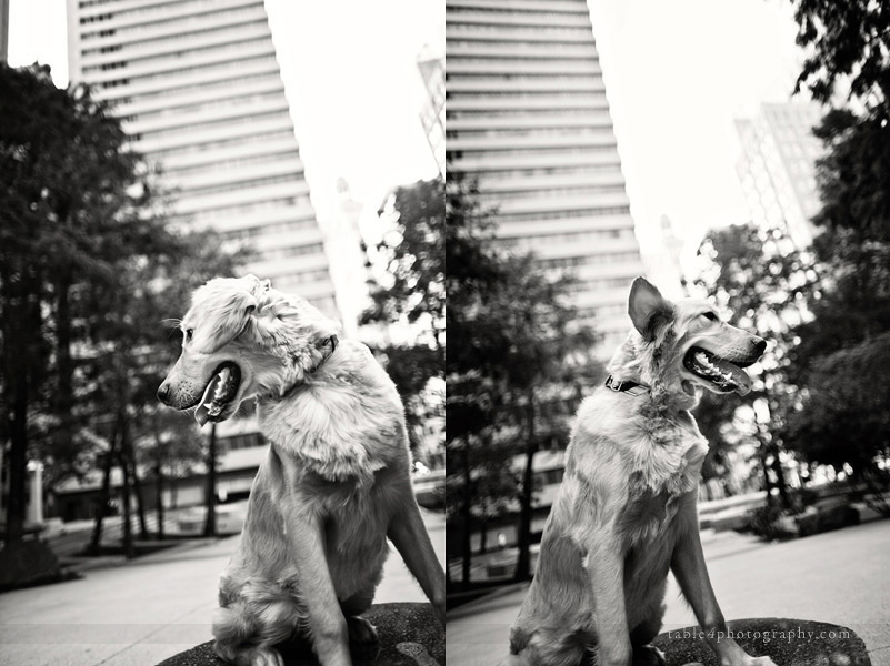 golden retriever engagement picture