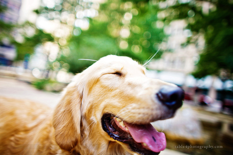 golden retriever engagement picture