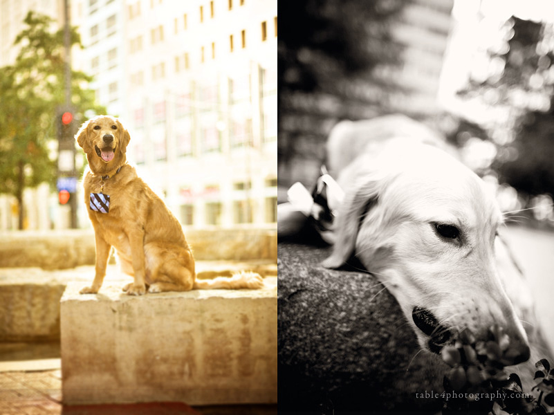 golden retriever engagement picture